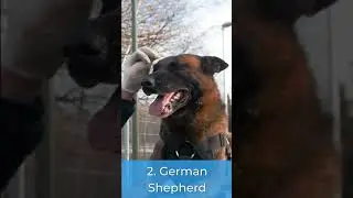 Top 5 most intelligent dog breeds in the world #smartdogs #shorts