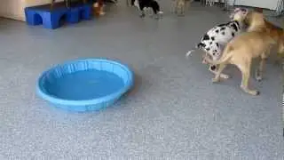 Puppy Play at Ruff House Pet Resort