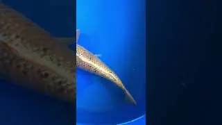 Orange Ogon for sale