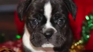 French Bulldog Hybrid Royal Frenchel 