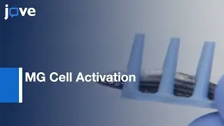 MG Cell Activation in Retinal Degeneration and Regeneration by Laser | Protocol Preview