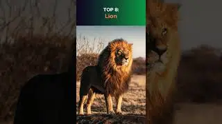 Top 10 Animal Predators in the World - Animal Kingdom