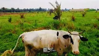 البوعيثة و جمال ريفها و نخيلها و طبيعتها الخلابة