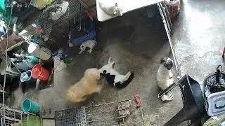 Huli pero di kulong, harutan ni batmsn at bravo