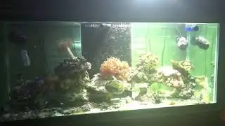 Aquarium LED AI prime HD ( whether setting )