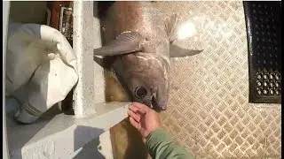 DEEPSEA Slow Jigging for Blue Eye Cod Gemfish Alfonsino with NEW Shimano Ocea Jigger F Custom 2000