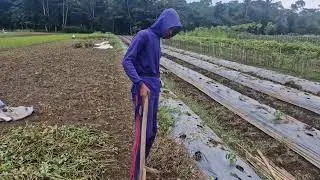 LOOK THE TECHNIQUES OF HOW FARMERS WORK TO MANUALLY DISMANTLE PLASTIC MULCH! -Agriculture Farming