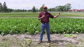 Management of Rhizoctonia in Sugarbeet
