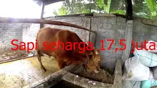 Sapi kurus seharga 17,5 juta
