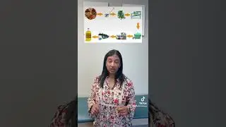 Myth vs Fact: Peanut Oil