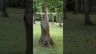 Pili Nuts in Bicol, the healthiest nut in the world . #pilinuts #bicol