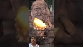 #gorilla #monkey #monke #zoo #cute #mukbang #eating #asmr #food #shortsfeed #trending