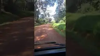 Driving Through Nakuzesinge Forest, one of the Remaining in Butambala District #environmentalissues