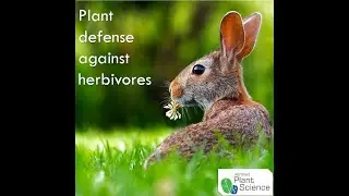 Plant's defense against Herbivore