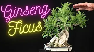 Ficus Ginseng Bonsai. Common name given to Ficus Microcarpa. Pruned and wired.