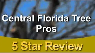 Central Florida Tree Pros Reviews - 5 Stars for Tree Trimming in Ormond Beach, Florida
