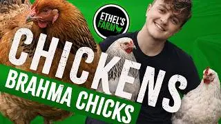 Keeping Brahma chickens & Chicks