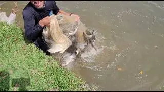 Retirando todos os peixes grades do lago...