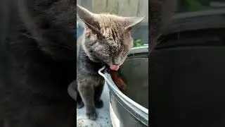 A homeless cat came in for a drink of water. Now he's a frequent visitor ))