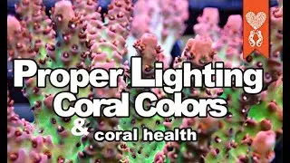 Proper Lighting and Coral Colors equals Healthy corals tissue & Zooxanthellae