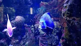 French Angelfish Swimming at Nashville Zoo Aquarium