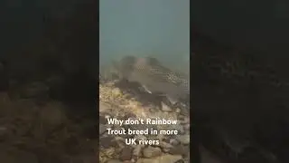 Can Rainbow Trout spawn in UK rivers #rainbowtrout #fishing