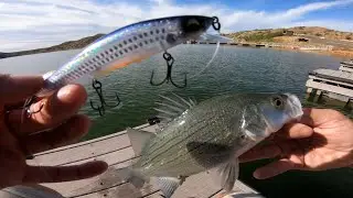 INSANE WHITE BASS FEEDING FRENZY!! Fall Top Water Jerk Bait ACTION!