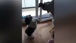 Amigos Peludos 2018