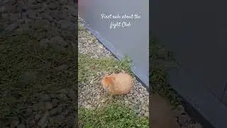 First rule about the Fight Club #fightclub #cat #cats #fighting #playground #play #nature