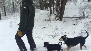 A Dogs Life on the Road