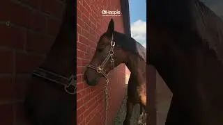 Inhalieren als Pr&auml;vention - Stallmanagement mit Happiehorse #nebutec