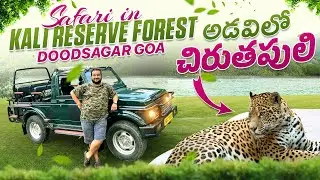 Jungle Safari in Goa Doodhsagar |spotted Leopard in forest | Starting Point of Doodhsagar falls