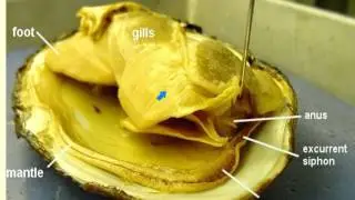 clam anatomy