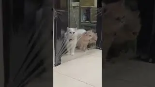 Cat vs Invisible wall