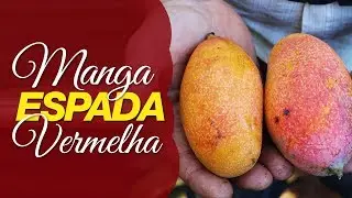 A deliciosa Manga Espada Vermelha