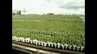 Sistema automatizado para el cultivo de vegetales de hoja - NGS