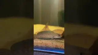 Customer tank Channa Andrao 😍 #channaandrao #snakeheadfish #shorts #ytshorts #tamil #youtubeshorts