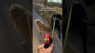 ❓Type 1 or Type 2?#doubleleash #tanglefreeleash #twodogs #dogwalk #doubledogleash #TangleFree