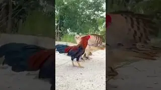 Aseel Murga Vs Eagle Part 1❤️  @K7Eye #aseel #funny #animals #eagle #birds #eaglet