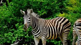 Zebra Dierlijke Strepen Gestreepte Zwart Enwit