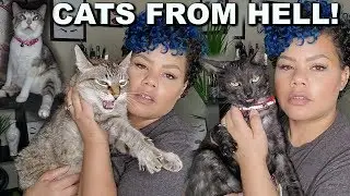 MEET MY CATS - I HAVE SO MANY CATS!