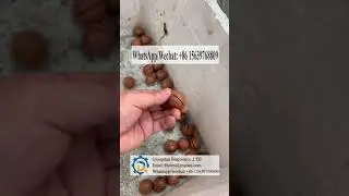 Macadamia nut sheller machine Macadamia nut openning cutting machine Macadamia nut production line