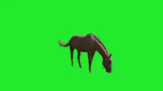 Horse screen #greenscreen #horse