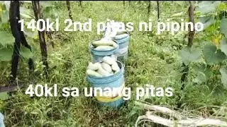 180 kl harvest ni cucumber,  isang lata o 50 grams cucumber.