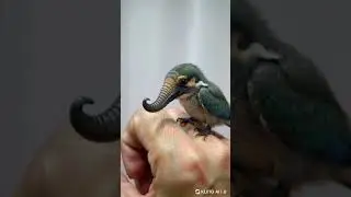 Kingfisher bird #birds #unique  #kingfisher .....