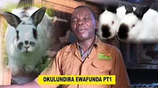 RABBIT FARMING :Yiga Okuludira  Awafuunda Wamu Ne Bikka Byobumyu  Obufuna Ekilaru Ne Mr.Asaba C