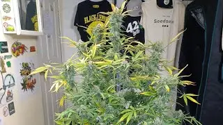 Fast buds FBT2402 harvest day medic Grow Mini Sun-2, DWC, Athena nutrition, Hygrozyme