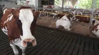 Samen werken aan diergezondheid