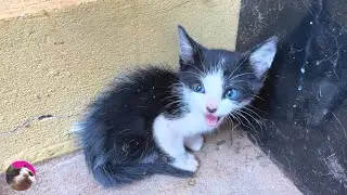 How ferocious rescued kitten grows up: from 0-222 days