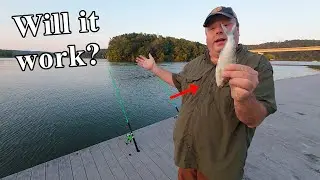Will Gizzard Shad Work as Summer Catfish Bait? Testing Winter Bait in Warm Weather